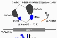 東京大学の二本垣裕太大学院生・佐藤守俊准教授らの研究グループが開発した、光でゲノム編集を自在に制御できる技術の原理を示す図。（東京大学の発表資料より）