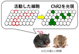 楽しい体験の記憶細胞群の標識方法を示す図。メスと過ごして楽しい体験をした時に活動する神経細胞だけに、チャネルロドプシン2（ChR2）というタンパク質を作らせることで、この体験に対応する記憶痕跡の細胞群を標識できる。（理化学研究所の発表資料より）