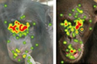 研究に使った顔写真の例と、この写真をチンパンジーとボノボが見た際の注視点の場所を重ね合わせたもの（京都大学の発表資料より）
