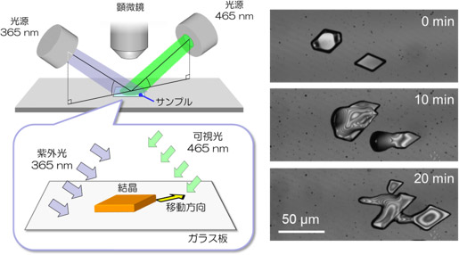 結晶が光で移動する現象の様子。結晶が移動する現象の模式図（左）と顕微鏡写真（右）（産総研の発表資料より）