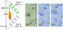 垂直に設置したガラス板の上を結晶が移動する様子。結晶が移動する現象の模式図（左）と顕微鏡写真（右）（産総研の発表資料より）