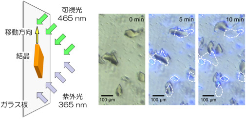 垂直に設置したガラス板の上を結晶が移動する様子。結晶が移動する現象の模式図（左）と顕微鏡写真（右）（産総研の発表資料より）