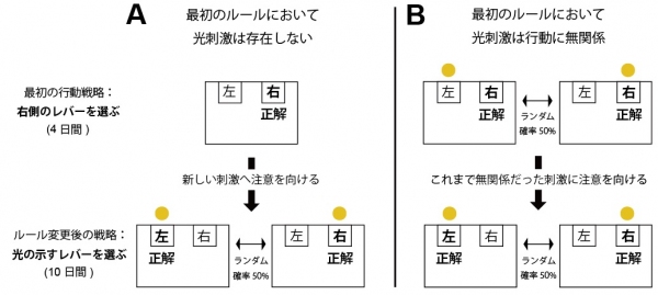 今回の研究でラットに行わせた2つの課題の流れを示す図。AとBのどちらのテストでも、ラットは報酬として砂糖ペレットをもらうために、最初のルールでは右側のレバーを選ぶことを学習し、その後のルールの変更に伴い、左右どちらかに点灯する光を手がかりにレバーを選択することが求められた。 Aのテストでは、右側のレバーを選ぶ最初のルールの時に、光は呈示されない。ルール変更後、左右いずれかのレバーの上に光が無作為に点灯し、ラットはそのレバーを選ばなければならない。ラットは光という新しい情報を取り込む必要がある。 Bのテストでは、最初のルールで右側のレバーを選ぶ際に、無作為に光を点灯させた。この時、報酬と光は無関係であり、報酬が出てくるレバーの光が点滅する場合もあれば、そうでない場合もある。ルール変更後、この無関係であった光が示すレバーをラットは選択しなければならない。 コリン作動性介在ニューロンを損傷されたラットは、最初のルールは学習できたが、その後のルールの変更に対応できず、既に学習したルール、行動戦略に固執した。腹側線条体の同ニューロンを損傷されたラットは新しい情報を取り込む際に（テストA）、背内側線条体が損傷されたラットはこれまで無関係だった情報を取り込むときに（テストB）、このような固執性を示した。（写真提供：OIST）