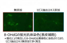 酸化ストレス後のDNA損傷を示す写真。酸化により発生した8-OHdGは黄緑色に染色されており、ヒビス抽出エキスを添加しなかった方でより多く発生したことが分かる。（ポーラ化成工業株の発表資料より）