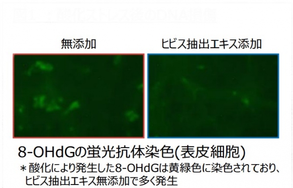 酸化ストレス後のDNA損傷を示す写真。酸化により発生した8-OHdGは黄緑色に染色されており、ヒビス抽出エキスを添加しなかった方でより多く発生したことが分かる。（ポーラ化成工業株の発表資料より）