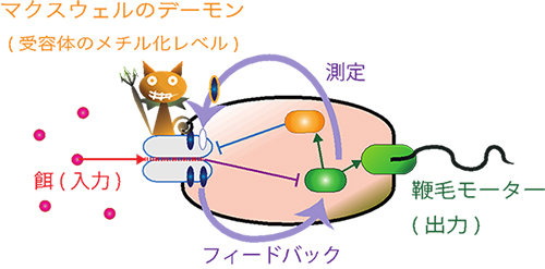 大腸菌のシグナル伝達の模式図。餌となる化学物質からの入力情報が伝えられ、それが受容体のメチル化レベルにいったん記憶されたあと、フィードバックによる安定化が行われている。（東京工業大学の発表資料より）