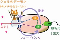 大腸菌のシグナル伝達の模式図。餌となる化学物質からの入力情報が伝えられ、それが受容体のメチル化レベルにいったん記憶されたあと、フィードバックによる安定化が行われている。（東京工業大学の発表資料より）