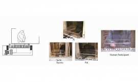 今回の研究で実施した実験の様子。京都大学霊長類研究所のチンパンジー・アイ、アユム、パルを対象に実験を行った。光ナビゲーション機能のついた電子キーボードを用いて、1オクターブはなれた2つのキーを30回タッピングするように訓練した。（京都大学の発表資料より）