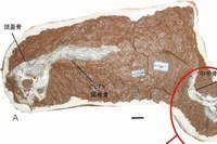 フアナンサウルスの標本：（A）全体の写真、（B）手の写真（北海道大学の発表資料より）