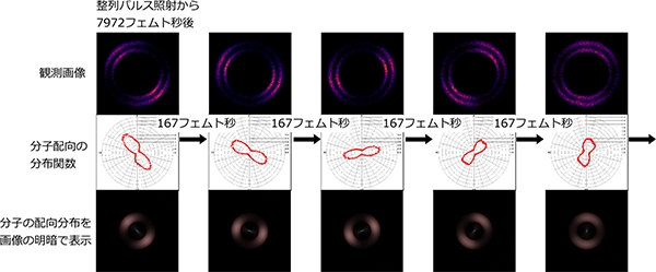 左回りに回転する窒素分子のスナップショット。プロペラの形状をした分子配向分布が約700フェムト秒で3分の1回転する様子が観測された。（東京工業大学の発表資料より）