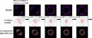 左回りに回転する窒素分子のスナップショット。分子配向分布がプロペラ型から十文字型へと形状が変化していく様子が観測された。（東京工業大学の発表資料より）