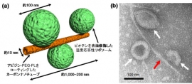 (a) カーボンナノチューブとリポソームからなるナノロボットの概念図。(b)ナノロボットの電子顕微鏡写真白い矢印はリポソーム、赤い矢印はカーボンナノチューブを示す（産総研の発表資料より）