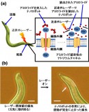 ナノロボットによる細胞機能制御の概念図(a)と線虫の運動抑制効果(b)。スケールバー：50μm（産総研の発表資料より）