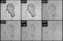 390℃、250気圧の超臨界水中でキチンが分解されていく様子。各画像の大きさは約0.2 mm × 約0.2 mm。 （海洋研究開発機構の発表資料より）