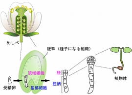 シロイヌナズナの花と胚発生の模式図。被子植物では、胚発生は将来種子になる胚珠の中で進行する。受精卵は著しく細胞伸長した後、小さい頂端細胞と大きい基部細胞へと大きさの異なる2つの細胞に分裂（不等分裂）する。頂端細胞は胚を形成し、最終的には植物体を形成する。（名古屋大学と科学技術振興機構の発表資料より）