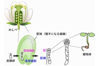 シロイヌナズナの花と胚発生の模式図。被子植物では、胚発生は将来種子になる胚珠の中で進行する。受精卵は著しく細胞伸長した後、小さい頂端細胞と大きい基部細胞へと大きさの異なる2つの細胞に分裂（不等分裂）する。頂端細胞は胚を形成し、最終的には植物体を形成する。（名古屋大学と科学技術振興機構の発表資料より）