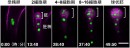 受精卵分裂と胚発生のライブイメージング。受精卵は分裂し、胚と胚柄を形成する。緑色は細胞核を、ピンク色は細胞膜を示す。胚細胞は分裂する方向を変えながら丸い組織を作っていくが、胚柄細胞は縦にのみ分裂し、棒状の組織を作っていく。胚に2つ細胞があるときに2細胞期と呼ぶ。数字は観察開始からの時間、スケールバーは20マイクロメートルを表す。（名古屋大学と科学技術振興機構の発表資料より）