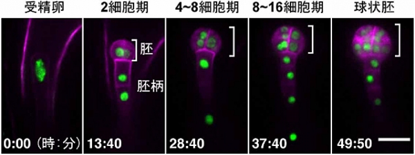 受精卵分裂と胚発生のライブイメージング。受精卵は分裂し、胚と胚柄を形成する。緑色は細胞核を、ピンク色は細胞膜を示す。胚細胞は分裂する方向を変えながら丸い組織を作っていくが、胚柄細胞は縦にのみ分裂し、棒状の組織を作っていく。胚に2つ細胞があるときに2細胞期と呼ぶ。数字は観察開始からの時間、スケールバーは20マイクロメートルを表す。（名古屋大学と科学技術振興機構の発表資料より）