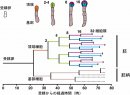 受精からの細胞分裂系譜図。横軸の長さはそれぞれの細胞が分裂にかかる時間を示す。バーの色は上図の細胞の位置を示す。点線部分は未計測です。頂端細胞から発生する胚細胞は、2−4細胞期ではそれぞれ同じ周期（緑）で分裂しているが、8細胞期では上（紫）と下（青）、16細胞期では内（薄い色）と外（濃い色）で分裂周期が異なっていることが分かる。また、基部細胞から発生する胚柄細胞の分裂周期は胚細胞とずれていることも分かる。（名古屋大学と科学技術振興機構の発表資料より）