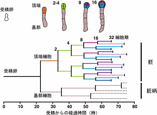 受精からの細胞分裂系譜図。横軸の長さはそれぞれの細胞が分裂にかかる時間を示す。バーの色は上図の細胞の位置を示す。点線部分は未計測です。頂端細胞から発生する胚細胞は、2−4細胞期ではそれぞれ同じ周期（緑）で分裂しているが、8細胞期では上（紫）と下（青）、16細胞期では内（薄い色）と外（濃い色）で分裂周期が異なっていることが分かる。また、基部細胞から発生する胚柄細胞の分裂周期は胚細胞とずれていることも分かる。（名古屋大学と科学技術振興機構の発表資料より）