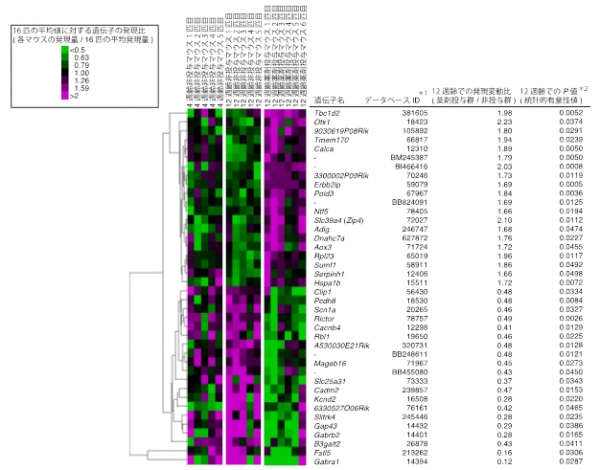 12週齢の薬剤投与と非投与マウス間で統計的有意差が見られた遺伝子。（理化学研究所の発表資料より）