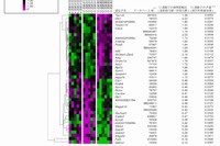 12週齢の薬剤投与と非投与マウス間で統計的有意差が見られた遺伝子。（理化学研究所の発表資料より）