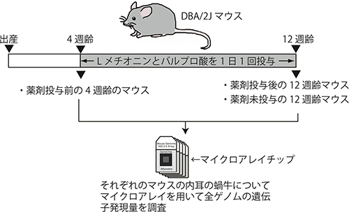 実験の全体概要を示す図（理化学研究所の発表資料より）