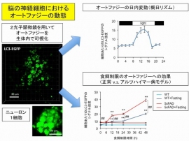 東京医科歯科大学の岡澤均教授の研究グループは、アルツハイマー病態に飢餓状態が重なると、症状が悪化する可能性があることを示した。（写真：東京医科歯科大学の発表資料より）