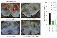 胃潰瘍形成範囲の変化を示す図（大阪府立大学の発表資料より）