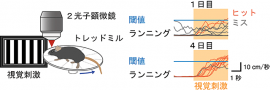 頭部を固定された状態のマウスによる回避学習課題。左）実験設計の模式図。頭部を固定されたマウスは画面から映し出された視覚刺激に反応し、３．５秒以内にトレッドミルの上をあらかじめ設定された速度以上で走ることで、微弱な電気刺激を回避できる。右）マウスのランニングの例。１日目は視覚刺激に関係なく走ったり、またはトレッドミル上で止まっているが、４日間の学習を通じてマウスは視覚刺激が現れると素早く反応し、走り始めるようになる。（科学技術振興機構（JST）の発表資料より ）