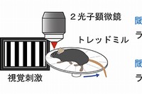 頭部を固定された状態のマウスによる回避学習課題。左）実験設計の模式図。頭部を固定されたマウスは画面から映し出された視覚刺激に反応し、３．５秒以内にトレッドミルの上をあらかじめ設定された速度以上で走ることで、微弱な電気刺激を回避できる。右）マウスのランニングの例。１日目は視覚刺激に関係なく走ったり、またはトレッドミル上で止まっているが、４日間の学習を通じてマウスは視覚刺激が現れると素早く反応し、走り始めるようになる。（科学技術振興機構（JST）の発表資料より ）