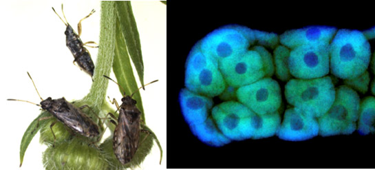 ヒメナガカメムシ（左）と菌細胞が多数集合した共生器官の菌細胞塊（右）。緑色は共生細菌の局在を、青色はDNAを示す。（産総研の発表資料より）