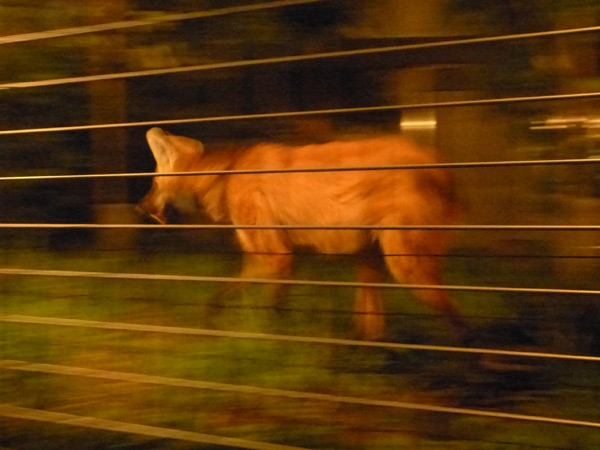 夜行性のタテガミオオカミ（上野動物園の発表資料より）