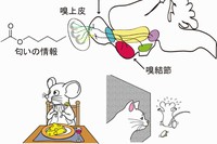 匂いの情報は、鼻の奥にある嗅上皮の感覚細胞に受容されて脳の嗅球に伝えられる。嗅球より上位の領域における匂いによるモチベーションの誘起の神経メカニズムを明らかにするため、今回の研究では嗅皮質の一部である嗅結節に着目した。（東京大学の発表資料より）