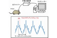 （上）光ファイバーを用いた無麻酔・無拘束マウス脳内視交叉上核からの時計遺伝子発現と自発行動のリアルタイム計測の概念図。（下）個体内（in vivo）では，時計遺伝子発現に約24 時間周期のサーカディアンリズムと約3 時間のウルトラディアンリズムが存在する。（北海道大学の発表資料より）