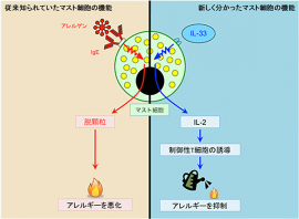 左：マスト細胞は、アレルゲンに結合したIgE抗体の刺激によって脱顆粒をし、ヒスタミンなどの物質を放出して、様々な免疫細胞を活性化し、炎症を起こすことで喘息などのアレルギー疾患を悪化させる。右：マスト細胞は、IL-33の刺激によってIL-2を産生する。IL-2は免疫応答を抑制する制御性T細胞を増やし、この制御性T細胞が喘息などのアレルギー疾患を抑制する。（東京大学の発表資料より）