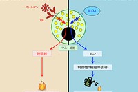 左：マスト細胞は、アレルゲンに結合したIgE抗体の刺激によって脱顆粒をし、ヒスタミンなどの物質を放出して、様々な免疫細胞を活性化し、炎症を起こすことで喘息などのアレルギー疾患を悪化させる。右：マスト細胞は、IL-33の刺激によってIL-2を産生する。IL-2は免疫応答を抑制する制御性T細胞を増やし、この制御性T細胞が喘息などのアレルギー疾患を抑制する。（東京大学の発表資料より）