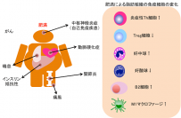 左図は、肥満によって発症リスクが上昇する疾患の中でも特に免疫細胞が関係する炎症性疾患をまとめたもの。右図は、肥満脂肪組織中の免疫担当細胞の変化について示している。（千葉大学の発表資料より）