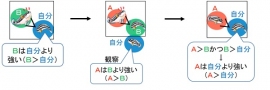 今回の研究で確認された「ジュリドクロミス」の行動。CはAとは直接闘っていないが、Cは、自分より強いBに勝ったAに対して、闘う前に劣位行動を示した。（大阪市立大学の発表資料より）