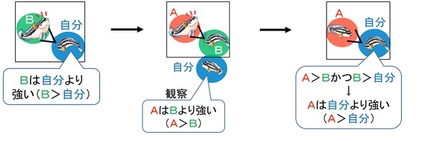 今回の研究で確認された「ジュリドクロミス」の行動。CはAとは直接闘っていないが、Cは、自分より強いBに勝ったAに対して、闘う前に劣位行動を示した。（大阪市立大学の発表資料より）