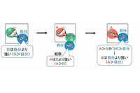 今回の研究で確認された「ジュリドクロミス」の行動。CはAとは直接闘っていないが、Cは、自分より強いBに勝ったAに対して、闘う前に劣位行動を示した。（大阪市立大学の発表資料より）