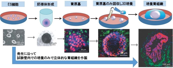 マウスES細胞から胃組織細胞を分化させる培養方法（上）と作製した胃組織（下）
赤：胃組織の上皮細胞、緑：間質細胞（産業技術総合研究所の発表資料より）