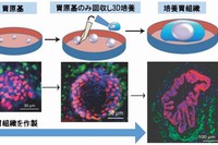 マウスES細胞から胃組織細胞を分化させる培養方法（上）と作製した胃組織（下）
赤：胃組織の上皮細胞、緑：間質細胞（産業技術総合研究所の発表資料より）