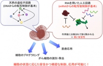 京都大学の遠藤慧研究員、齊藤博英教授らの研究グループが開発した、RNAを細胞に導入することで機能する人工回路の概要を示す図。RNAをヒト細胞に直接導入することで、細胞内で人工回路が形成される。この回路はDNAからの転写制御を基盤とする天然の回路（左）とは異なり、RNAとRNA結合タンパク質の相互作用による転写後制御を基盤とする（右）。RNAは遺伝子を傷つける可能性が低く安全性が高い上に、精密に細胞内の状態を検知し、その運命をコントロールできる。（京都大学の発表資料より）