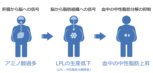 脳を介した血中の中性脂肪の分解を抑えるシステム （東北大学の発表資料より）