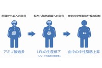 脳を介した血中の中性脂肪の分解を抑えるシステム （東北大学の発表資料より）