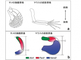 軟骨魚類ハナカケトラザメ(S. canicula)の胸鰭とマウスの前肢。(a)骨格パターン。サメの鰭は付け根の部分は3つの骨があり、体幹に付着している。一方、マウスの前肢は、ほかの四肢動物でもみられるように付け根の部分には1つの骨があり、体幹に付着している。(b)遺伝子発現パターン。前側(親指側)の遺伝子(Alx4, Pax9)の発現している領域と 後側の遺伝子(Hand2)の発現している領域のバランスがシフトしているのがわかる。(東京工業大学の発表資料より) 軟骨魚類ハナカケトラザメ(S. canicula)の胸鰭とマウスの前肢。(a)骨格パターン。サメの鰭は付け根の部分は3つの骨があり、体幹に付着している。一方、マウスの前肢は、ほかの四肢動物でもみられるように付け根の部分には1つの骨があり、体幹に付着している。(b)遺伝子発現パターン。前側(親指側)の遺伝子(Alx4, Pax9)の発現している領域と 後側の遺伝子(Hand2)の発現している領域のバランスがシフトしているのがわかる。(東京工業大学の発表資料より)