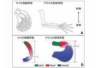 軟骨魚類ハナカケトラザメ（S. canicula）の胸鰭とマウスの前肢。（a）骨格パターン。サメの鰭は付け根の部分は3つの骨があり、体幹に付着している。一方、マウスの前肢は、ほかの四肢動物でもみられるように付け根の部分には1つの骨があり、体幹に付着している。（b）遺伝子発現パターン。前側（親指側）の遺伝子（Alx4, Pax9）の発現している領域と 後側の遺伝子（Hand2）の発現している領域のバランスがシフトしているのがわかる。（東京工業大学の発表資料より）