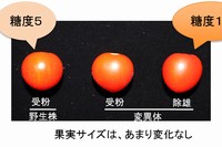 筑波大学の江面浩教授らは高糖度と単為結果性の強いトマトの変異体を選抜し、原因遺伝子同定に成功した。（筑波大学の発表資料より）