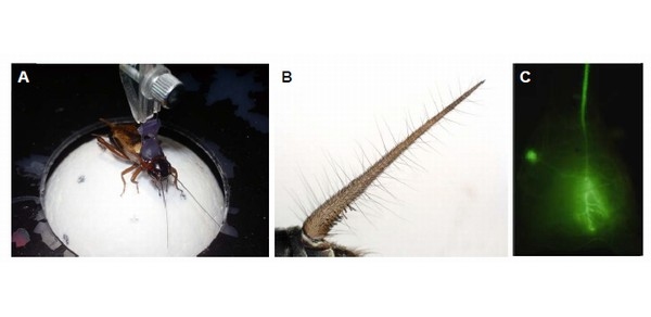 A：トレッドミル上を歩くフタホシコオロギ。B：尾葉の拡大写真。片側につき500～750本くらいの機械感触毛が生えている。C：蛍光色素を注入したGI8-1。左手に丸く見えているのが細胞体（核のある部分）、上に伸びているのが神経軸索。（北海道大学の発表資料より）